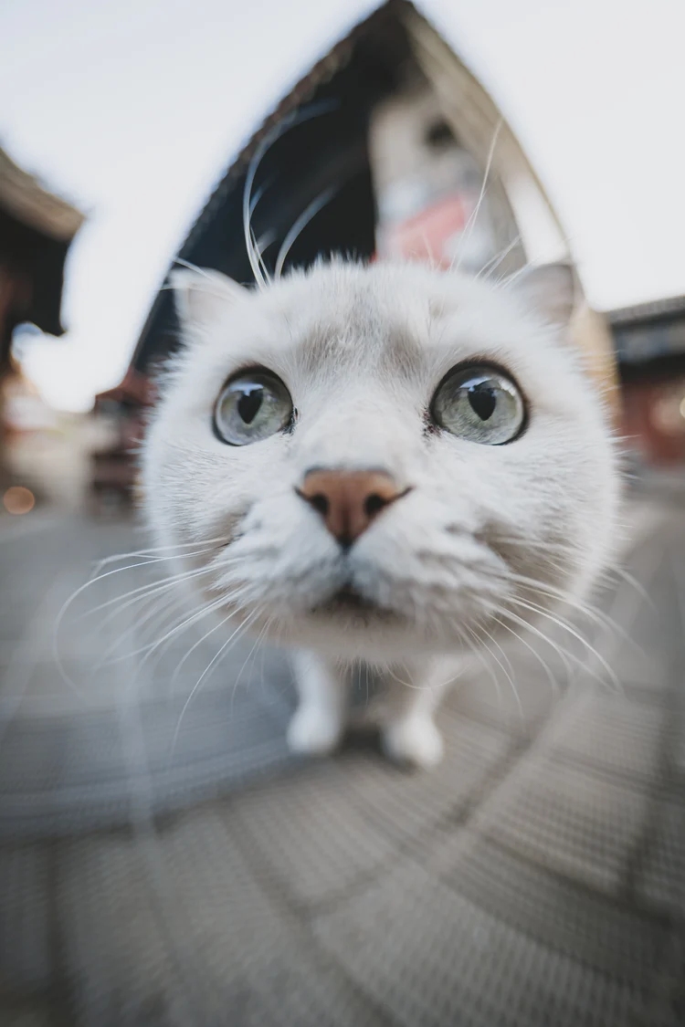 Detailní fisheye fotografie kočky